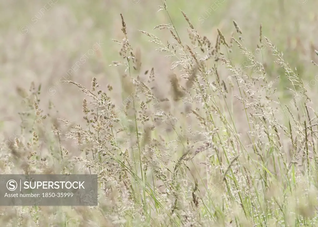 Holcus lanatus, Yorkshire fog grass