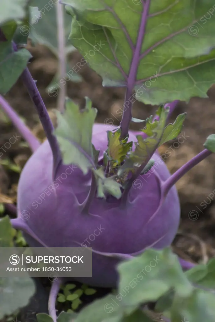 Brassica oleracea gongylodes 'Purple Vienna', Kohlrabi