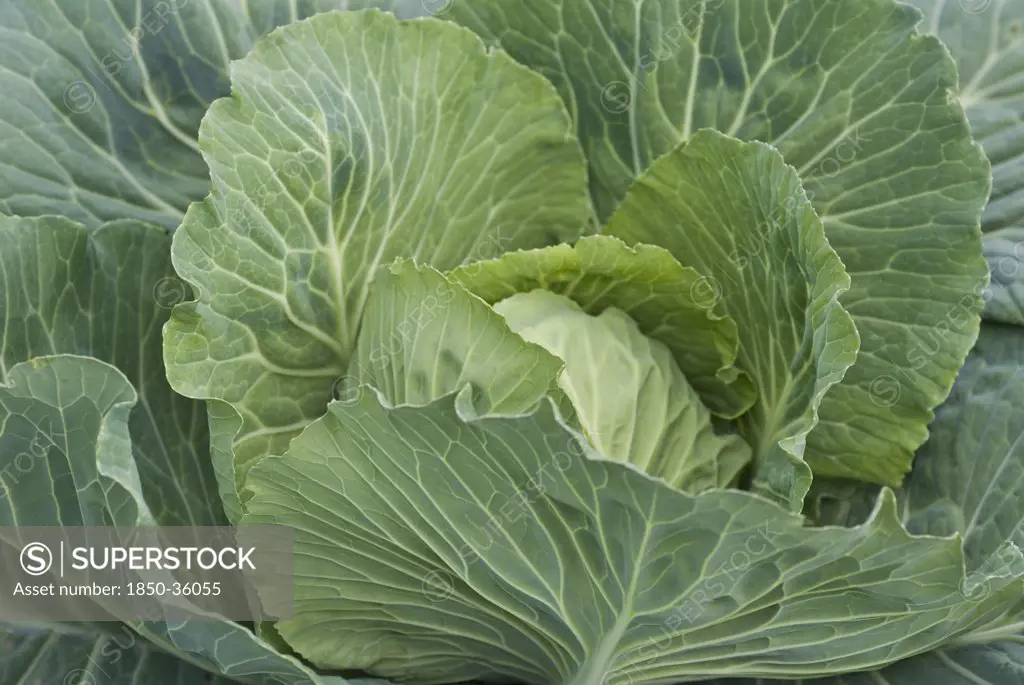 Brassica oleracea 'Quintal de Alsace', Cabbage