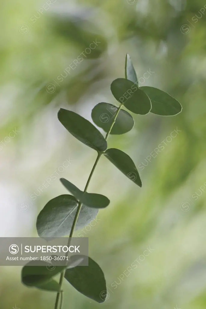 Eucalyptus gunnii, Eucalyptus