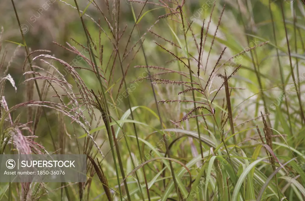 Miscanthus sinensis 'Golaith', Miscanthus, Chinese SIlver Grass