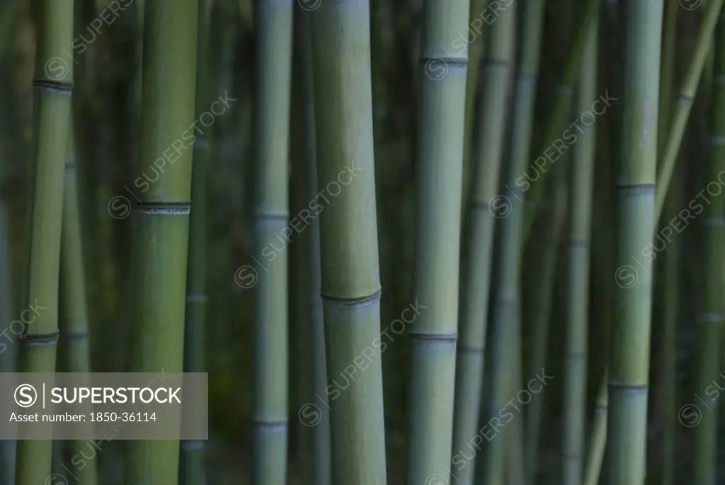 Phyllostachys decora, Bamboo, Beautiful bamboo