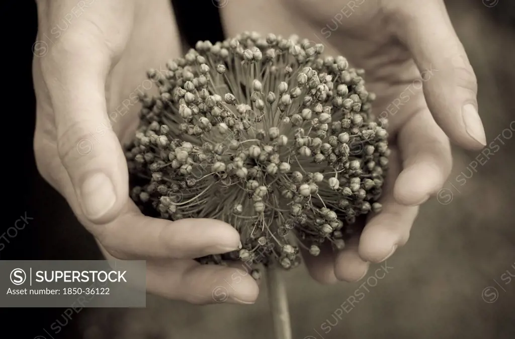 Allium ampeloprasum, Leek