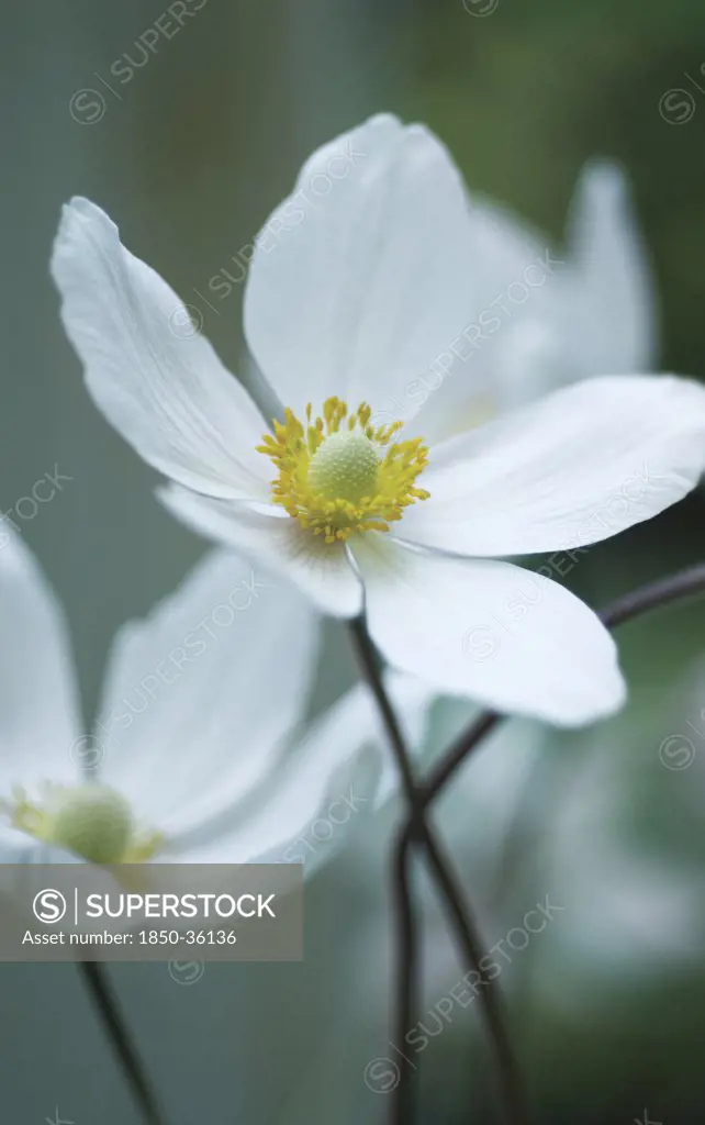 Anemone japonica, Anemone, Japanese anemone
