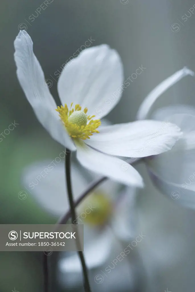 Anemone japonica, Anemone, Japanese anemone