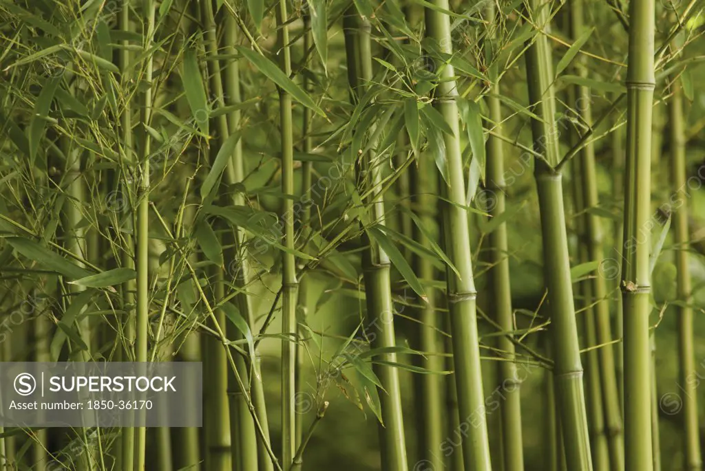 Phyllostachys vivax, Bamboo