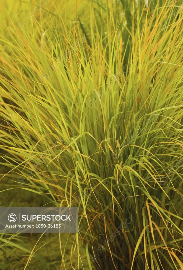 Stipa arundinacea 'Autumn tints', Pheasant tail grass