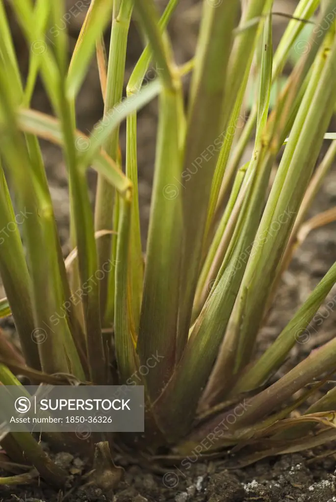 Cymbopogon citratus, Lemon grass
