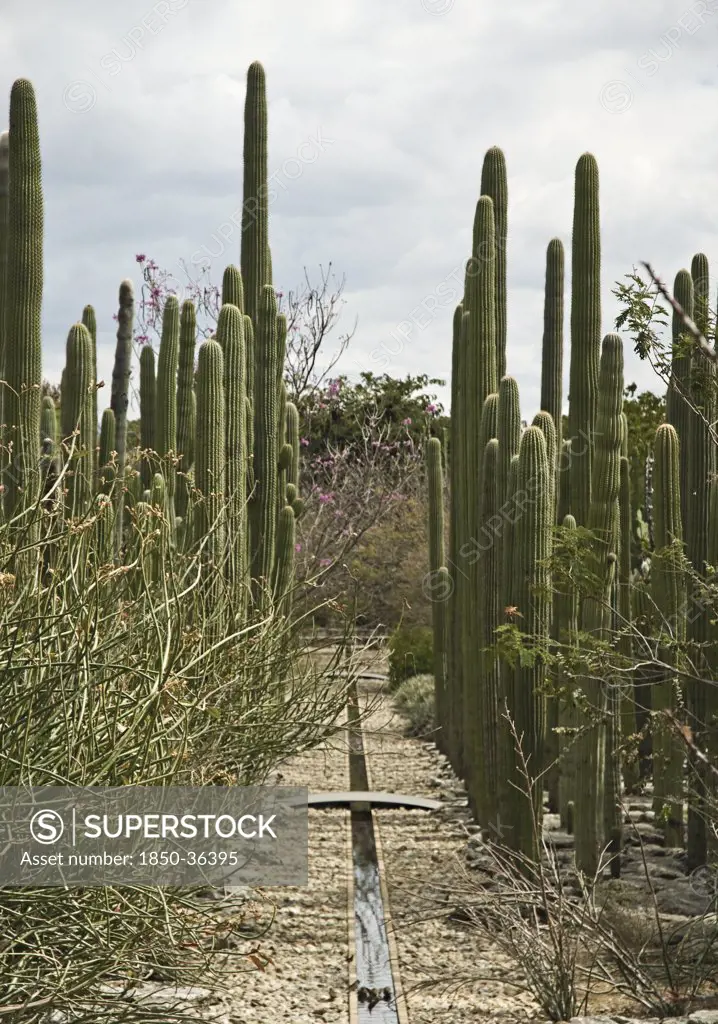 Carnegiea gigantea, Cactus, Saguaro cactus