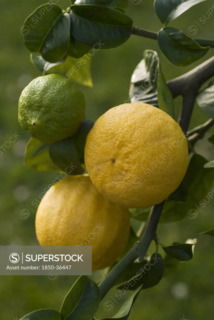 Citrus bergamia, Bergamot, Citrus