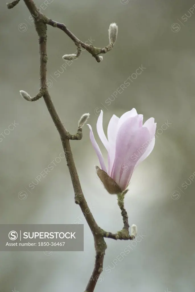 Magnolia kobus, Magnolia
