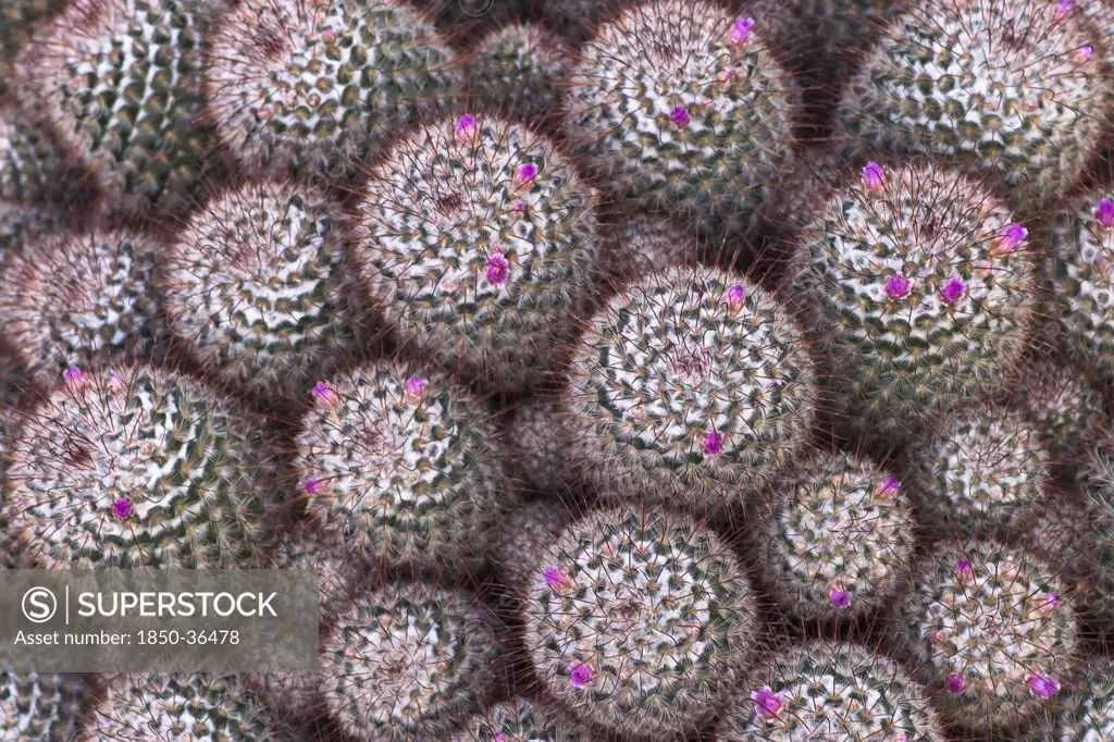 Mammillaria bombycina, Cactus, Pincushion cactus