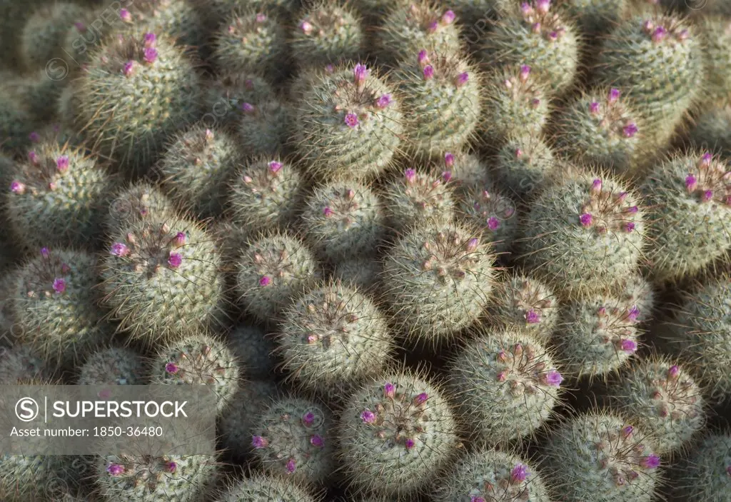 Mammillaria bombycina, Cactus, Pincushion cactus