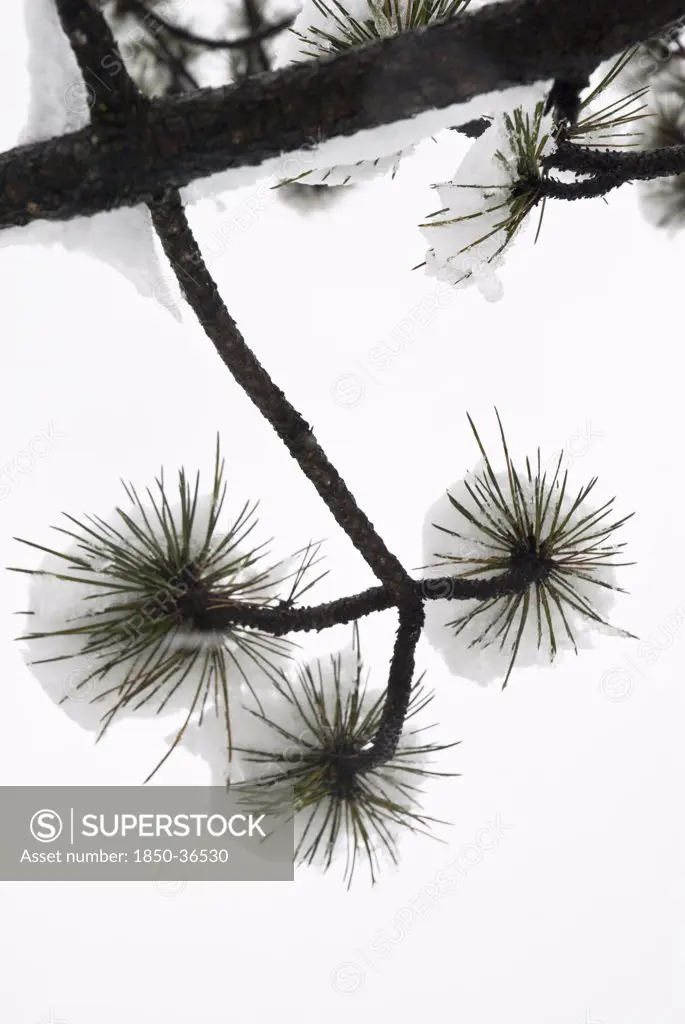 Pinus, Abies, Picea, Pine, Fir, Spruce,