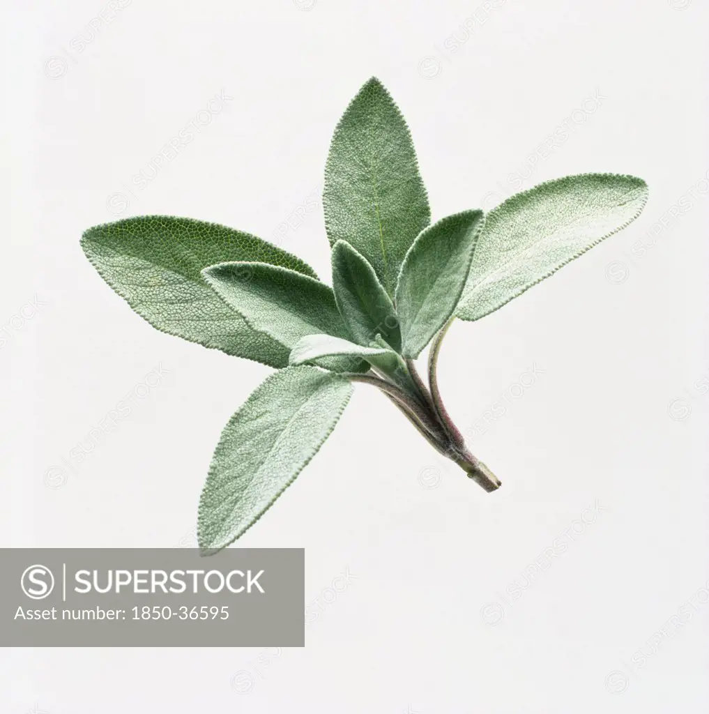 Salvia officinalis, Sage