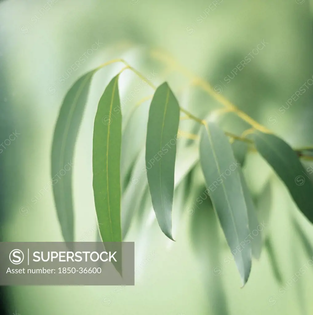 Eucalyptus globulus, Eucalyptus