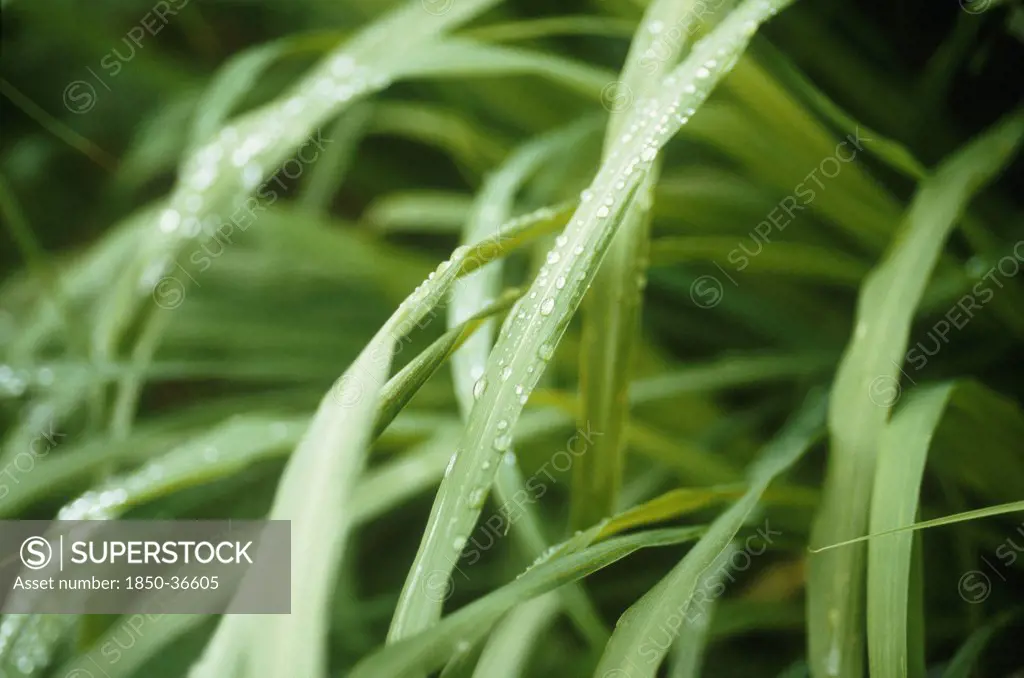 Cymbopogon citratus, Lemon grass