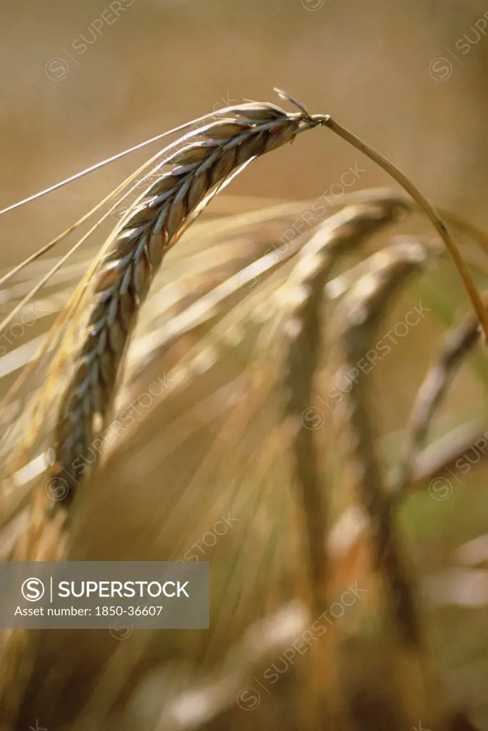 Hordeum, Barley