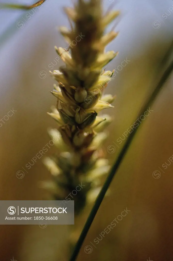 Triticum, Wheat