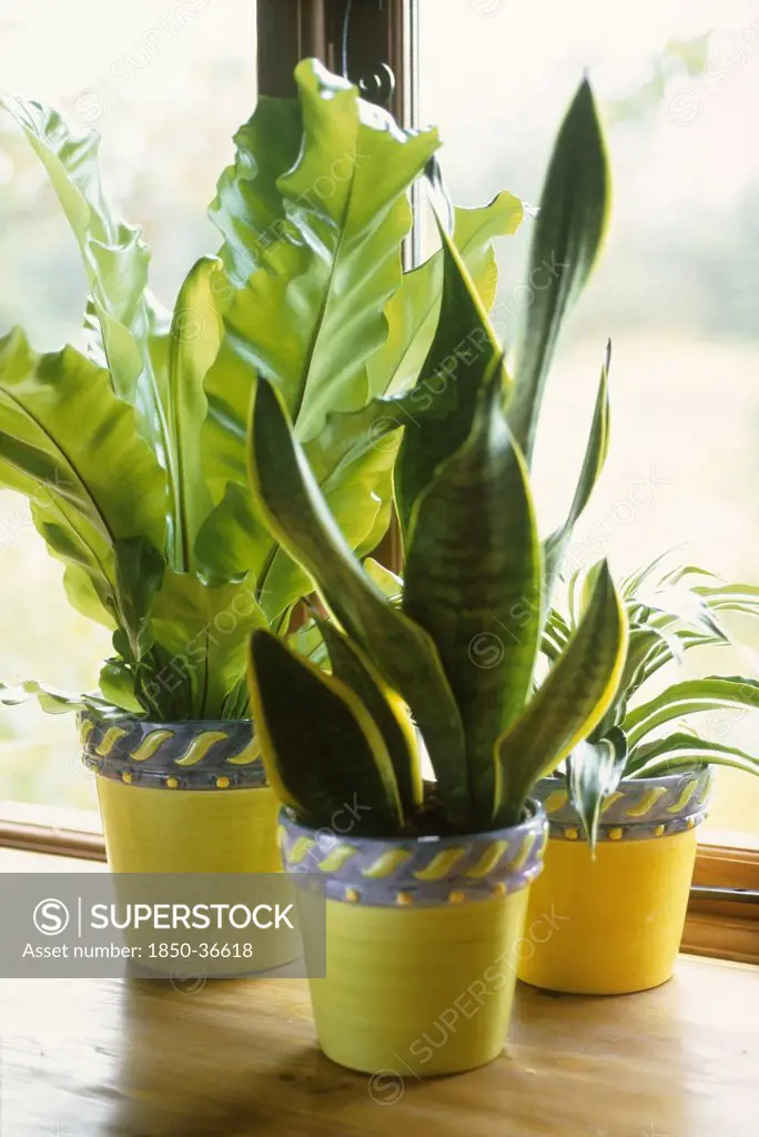 Sansevieria trifasciata, Mother-in-law's tongue