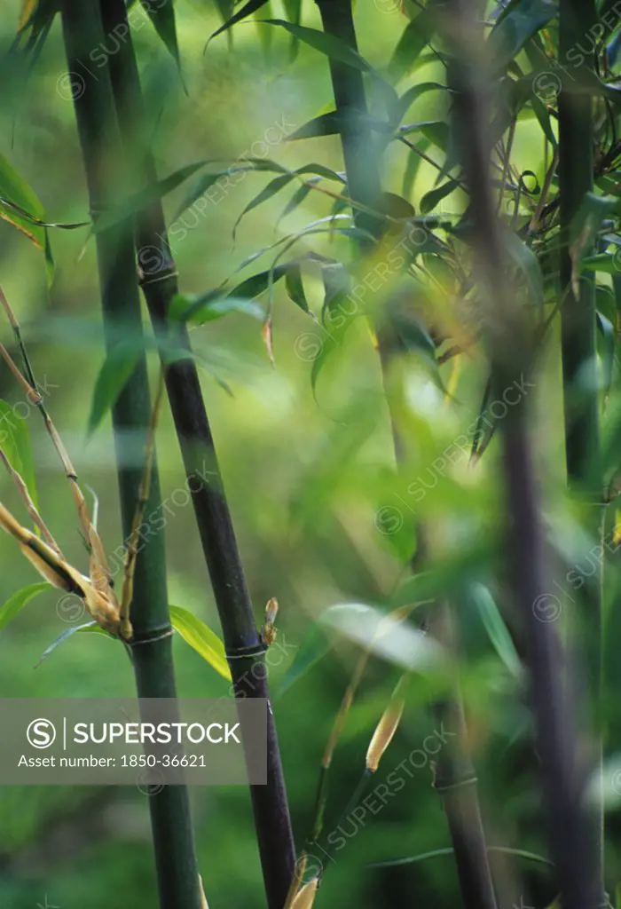 Phyllostachys nigra, Bamboo, Black bamboo