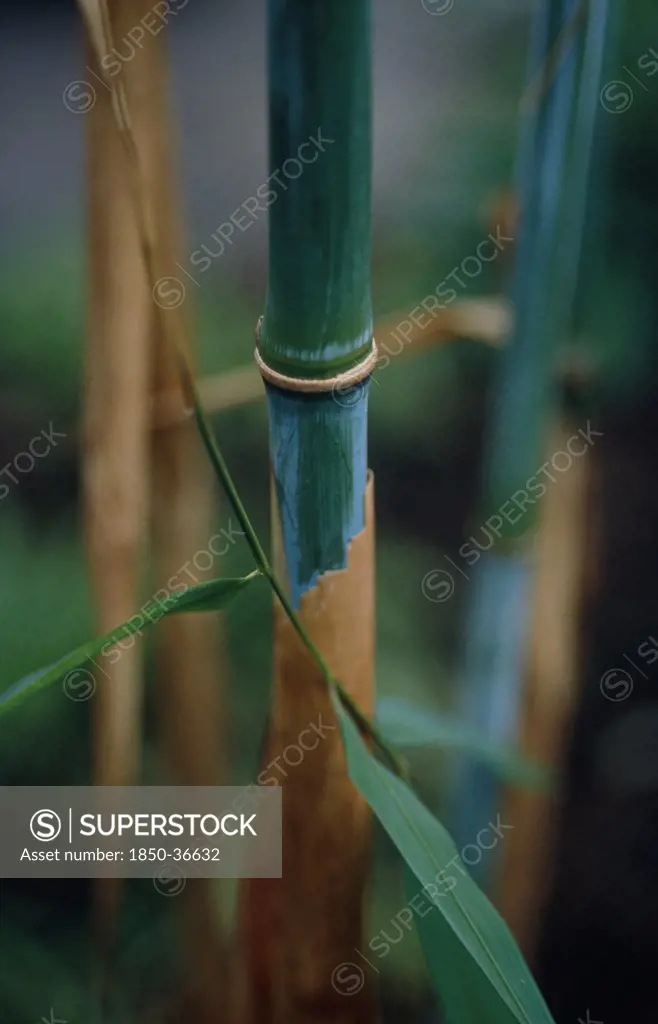 Phyllostachys, Bamboo