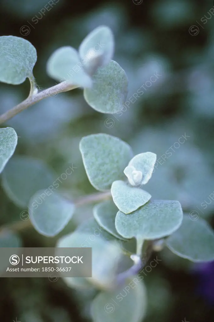 Helichrysum petiolare, Helichrysum