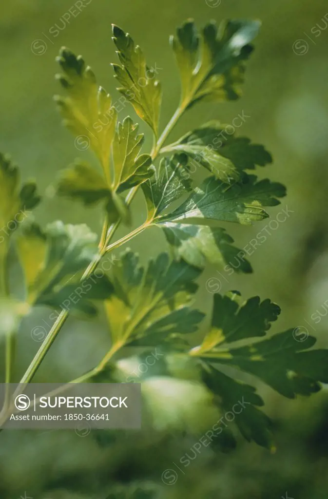 Petroselinum neapolitanum, Parsley, Flat leaf parsley