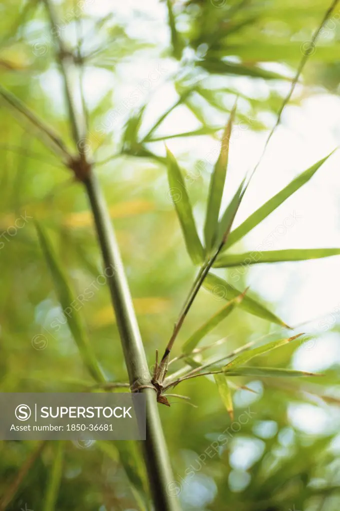 Phyllostachys bambusoides, Bamboo