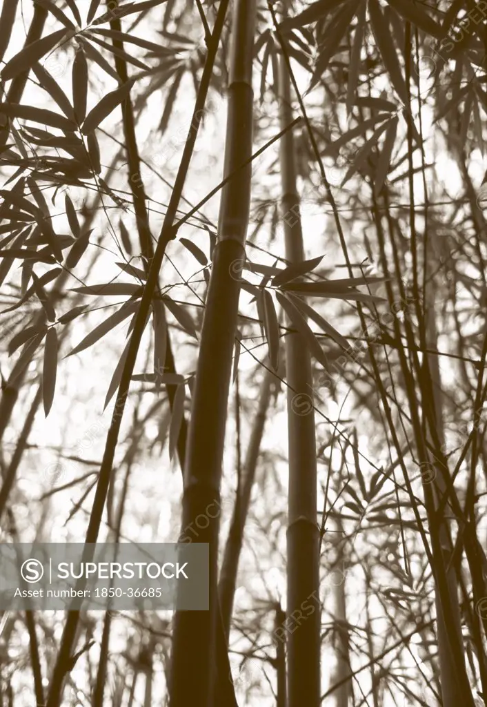Phyllostachys nigra, Bamboo, Black bamboo