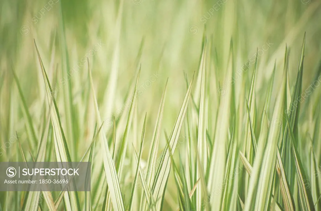 Phalaris arundinacea 'Feesy', Reed canary grass