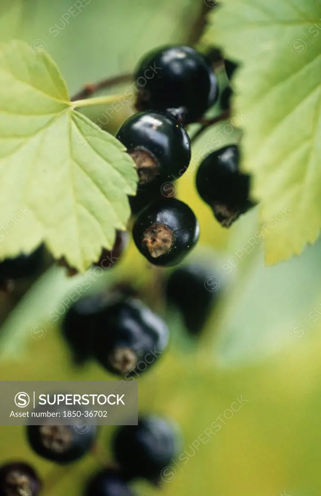 Ribes nigrum, Currant, Blackcurrant