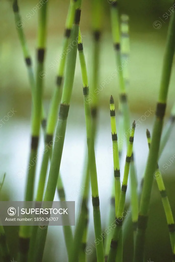 Equisetum fluviatile, Horsetail, Water horsetail