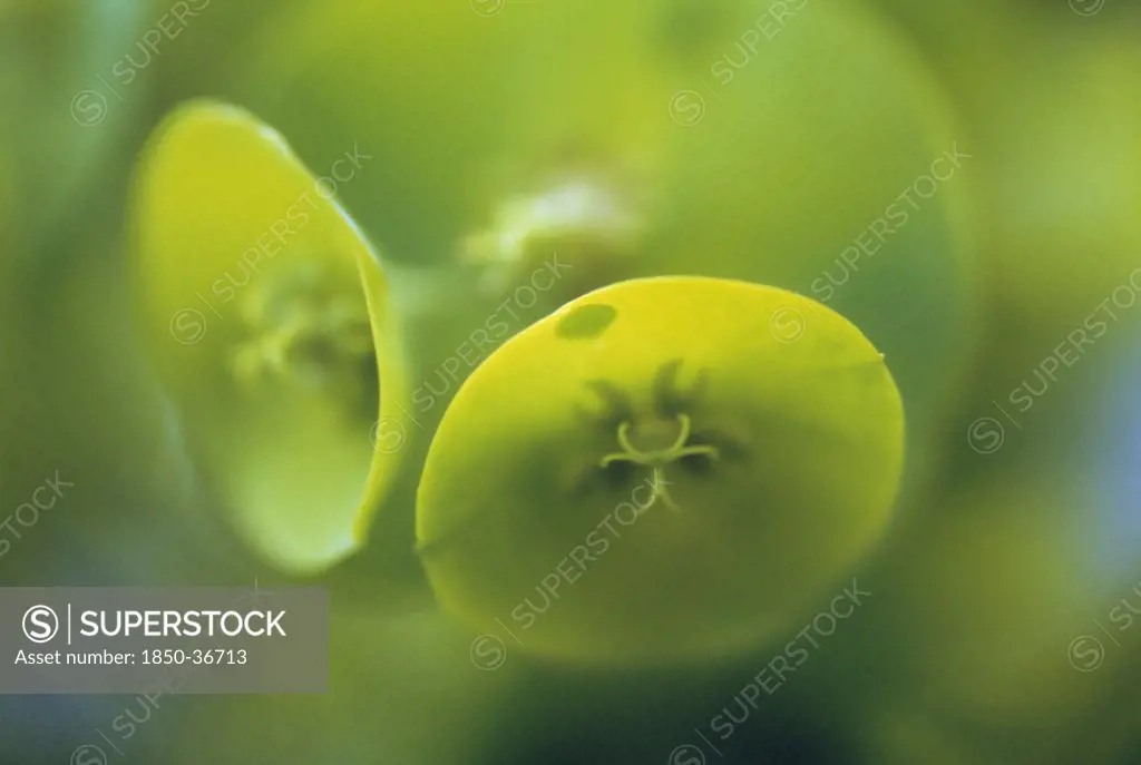 Euphorbia characias, Euphorbia, Spurge