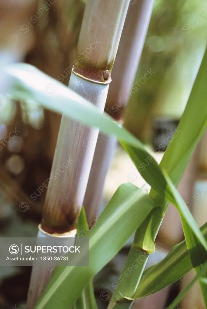 Saccharum officinarum, Sugar cane