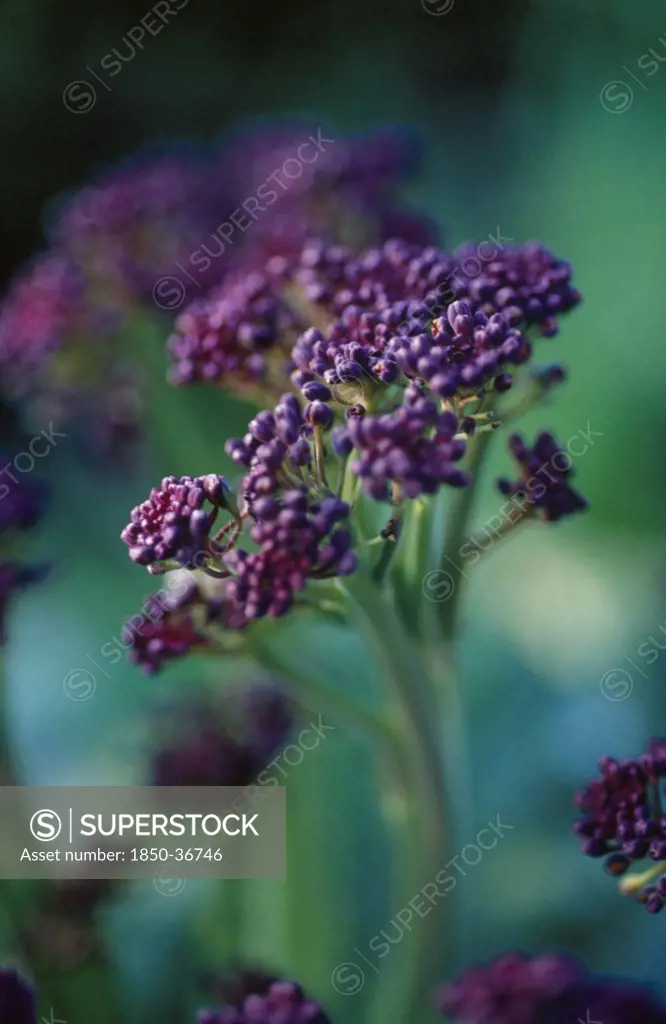 Brassica oleracea botrytis italica, Broccoli, Purple sprouting broccoli