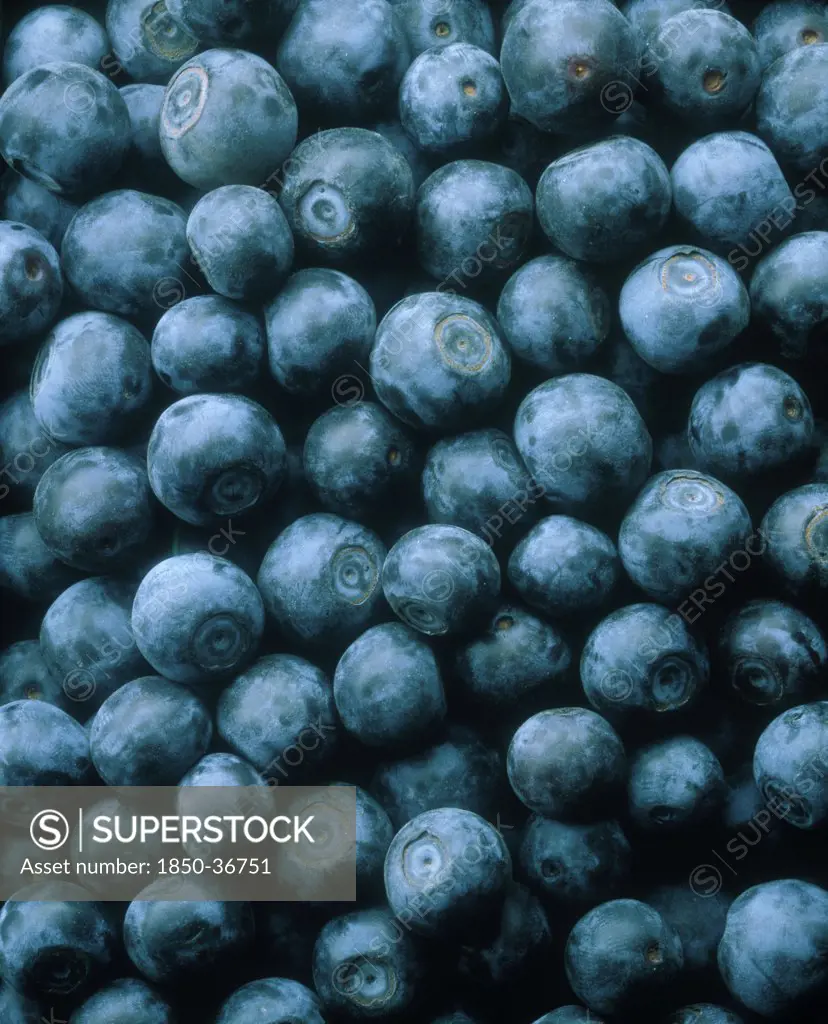 Vaccinium corymbosum, Blueberry