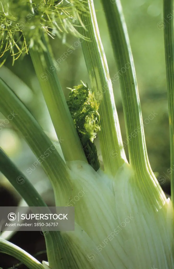 Foeniculum vulgare azoricum, Fennel bulb, Florence fennel