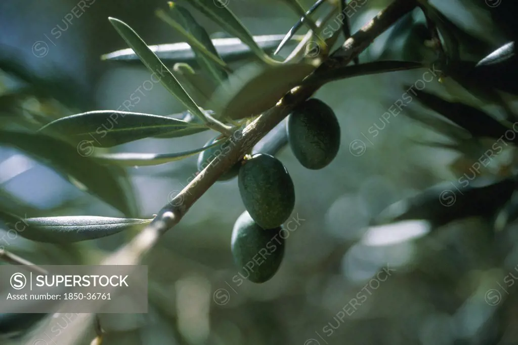 Olea europea, Olive