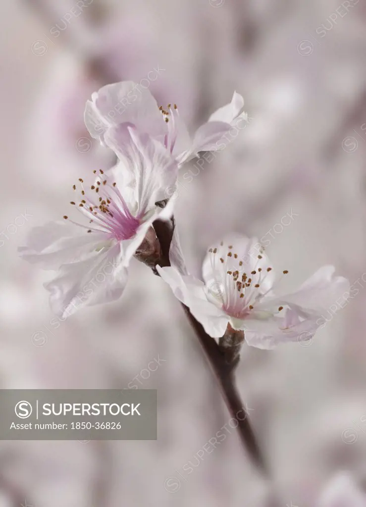 Prunus dulcis, Almond