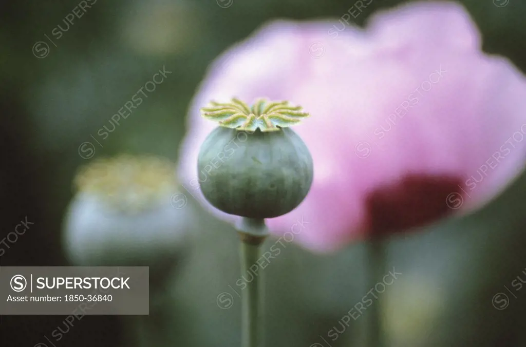 Papaver somniferum, Poppy, Opium poppy