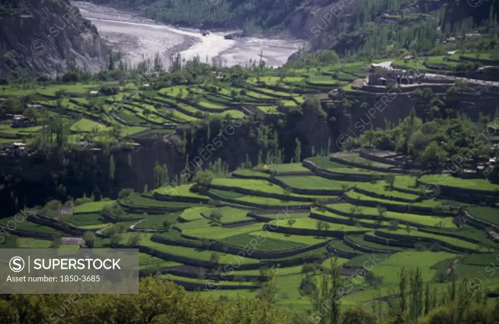 Pakistan, Hunza Valley, Agriculture, Wheat Terraces Either Side Of Deep Gully.