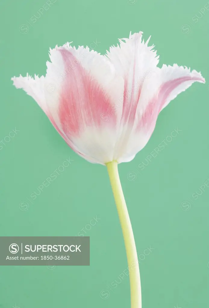 Tulipa, Tulip, Parrot tulip