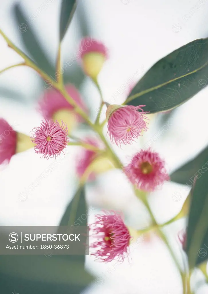 Eucalyptus ficifolia, Eucalyptus