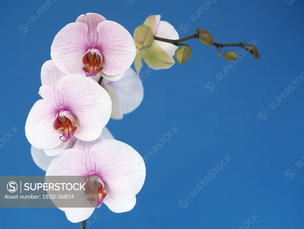 Phalaenopsis, Orchid, Moth orchid