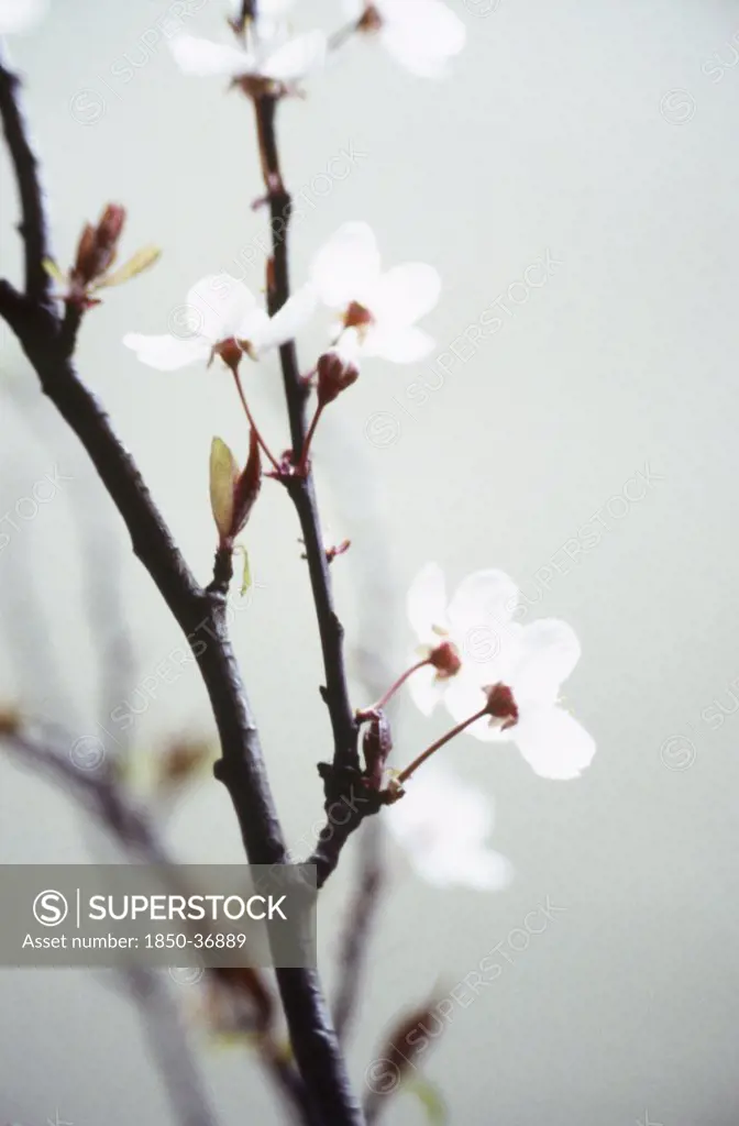 Prunus avium, Cherry