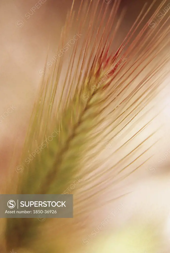 Hordeum murinum, Wall barley