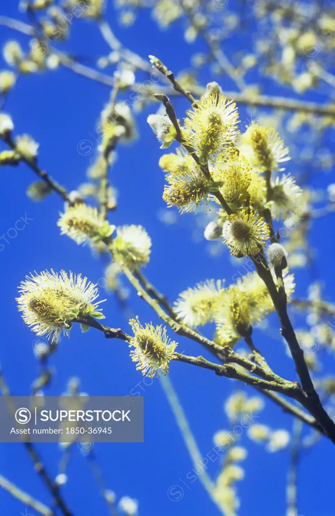Salix caprea, Pussy willow