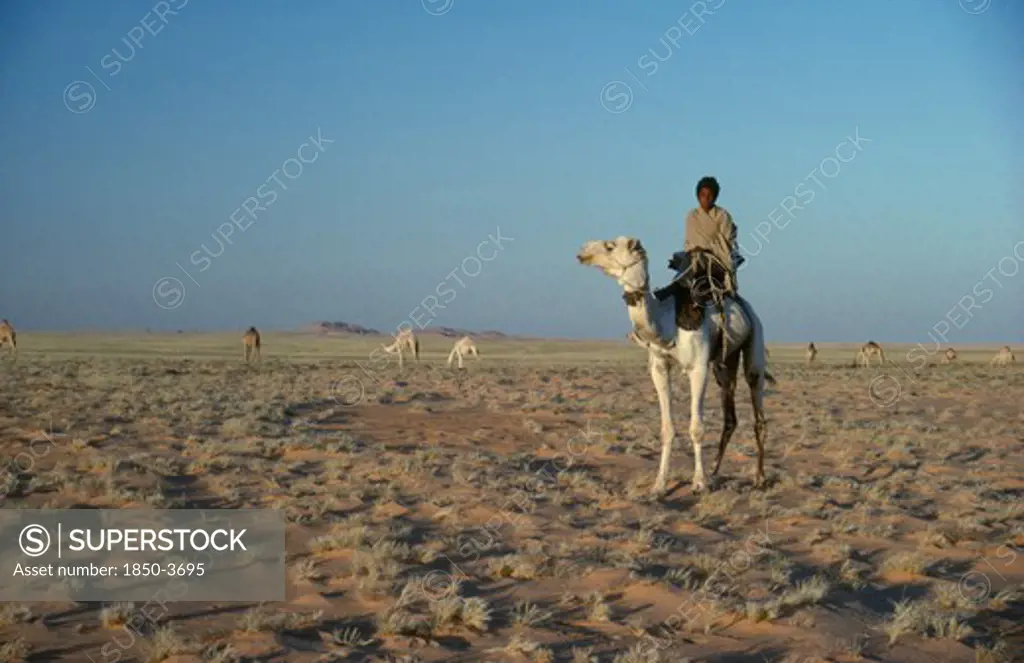 Sudan, General, Bedouin Camel Herder With Herd Grazing In The Background