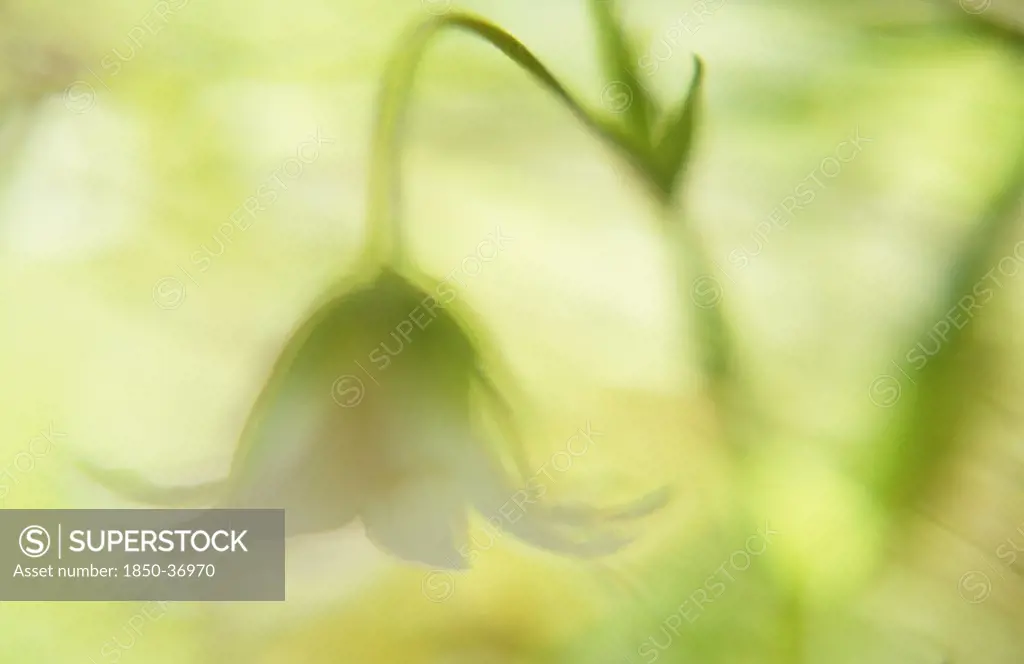 Stellaria holostea, Stitchwort